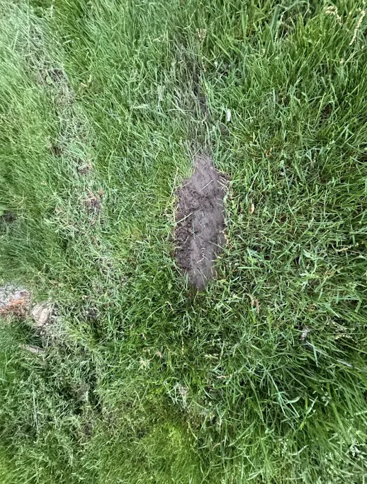 D&A mowing and scapes Picture 6