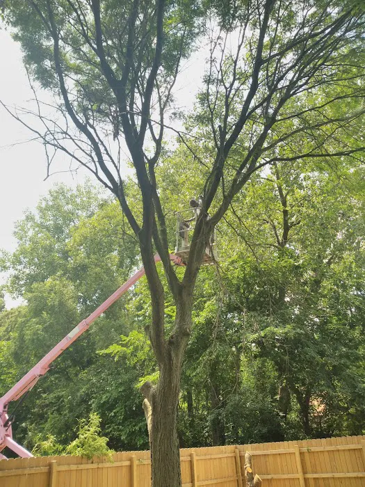 A&E Lawn and Tree Picture 4