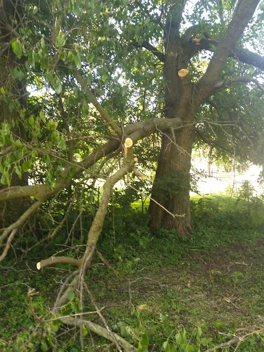 A&E Lawn and Tree Picture 9