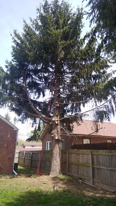All Seasons Tree Service Picture 7