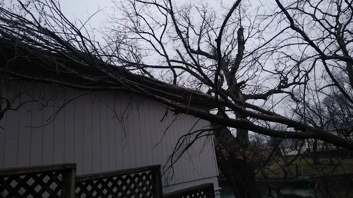 All Seasons Tree Service Picture 1