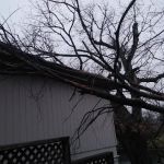 All Seasons Tree Service