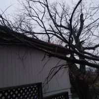 All Seasons Tree Service ico