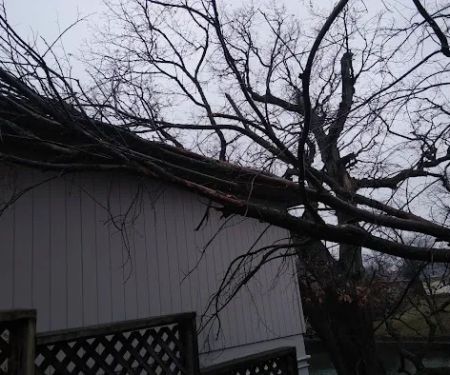 All Seasons Tree Service