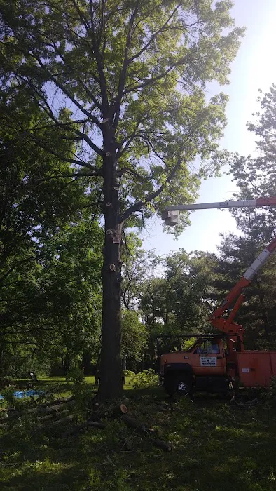 All Seasons Tree Service Picture 9