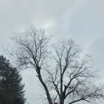 A1 Tree Service Michiana