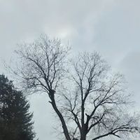 A1 Tree Service Michiana ico