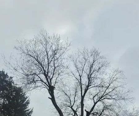 A1 Tree Service Michiana