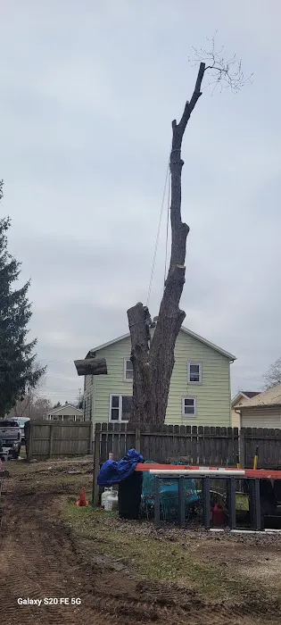 A1 Tree Service Michiana Picture 2