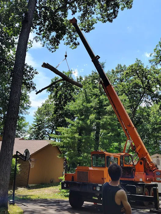 A1 Tree Service Michiana Picture 5