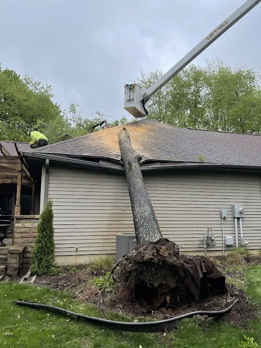 1 TEC Properties Tree Service Picture 8
