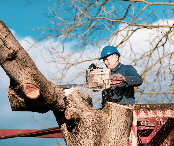 1 TEC Properties Tree Service Picture 4