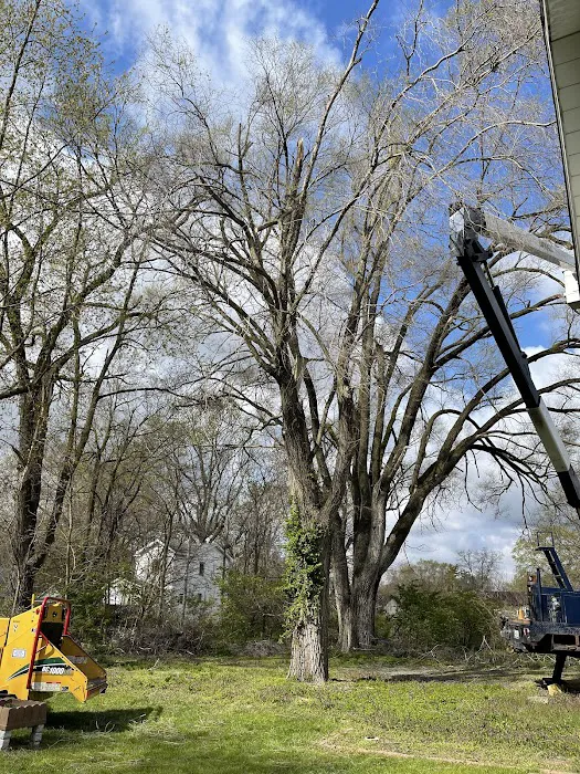 1 TEC Properties Tree Service Picture 7