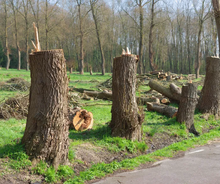 1 TEC Properties Tree Service Picture 5
