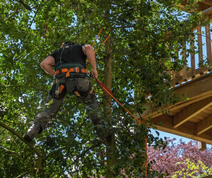 1 TEC Properties Tree Service Picture 10