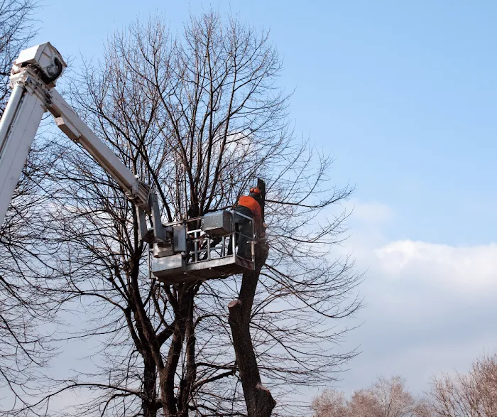 1 TEC Properties Tree Service Picture 3