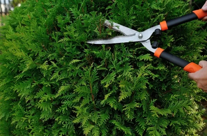 Joe's Lawn Care Service Picture 10