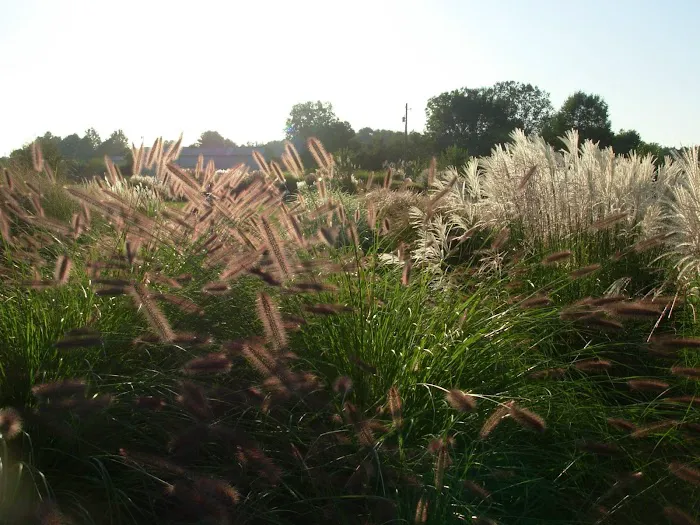 Fields Of Joy Ornamental Grasses Picture 5
