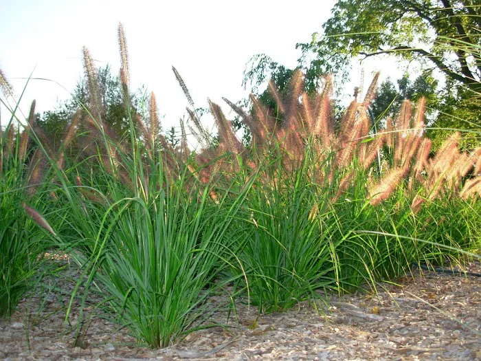 Fields Of Joy Ornamental Grasses Picture 4