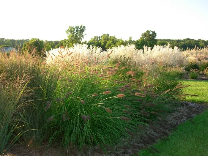 Fields Of Joy Ornamental Grasses Picture 3