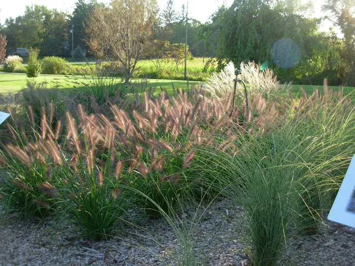 Fields Of Joy Ornamental Grasses Picture 10