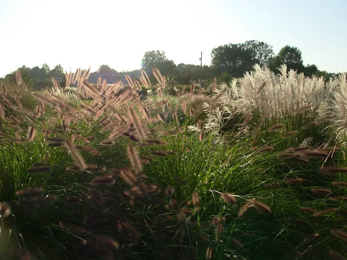 Fields Of Joy Ornamental Grasses Picture 8