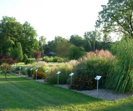 Fields Of Joy Ornamental Grasses