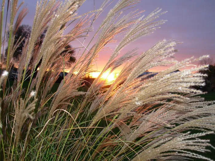 Fields Of Joy Ornamental Grasses Picture 7