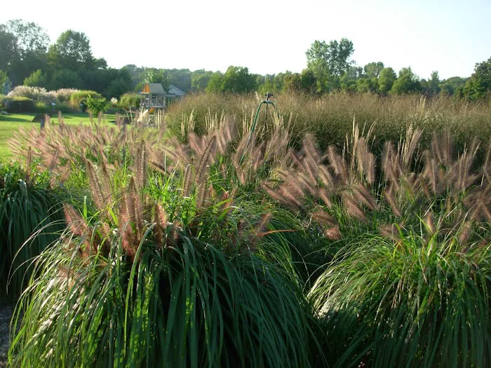 Fields Of Joy Ornamental Grasses Picture 6