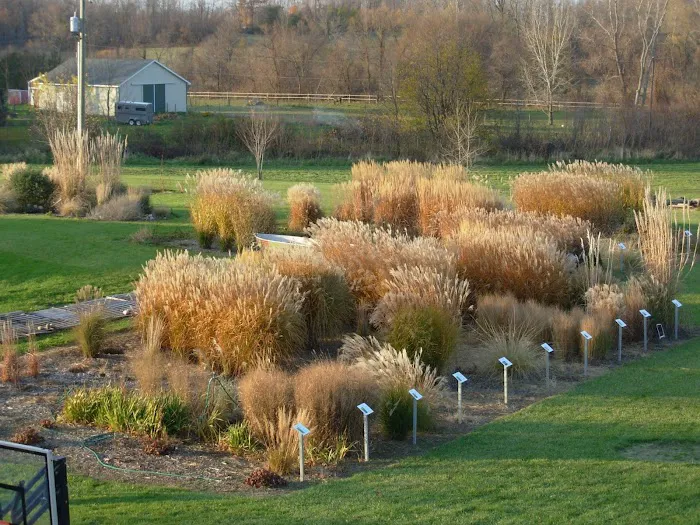 Fields Of Joy Ornamental Grasses Picture 9