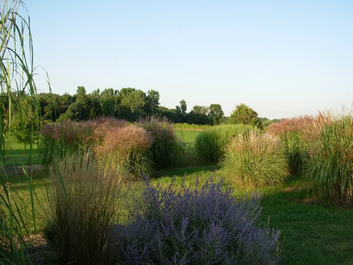 Fields Of Joy Ornamental Grasses Picture 2
