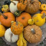 Countryscapes and Gardens