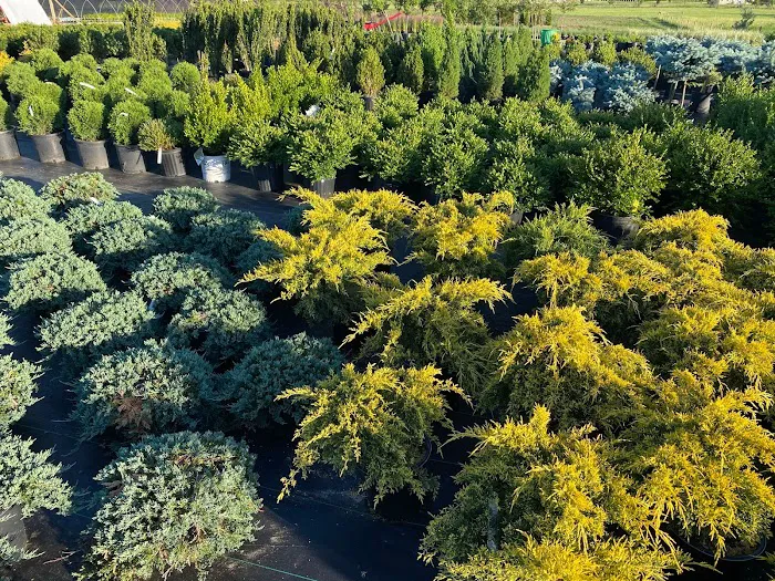 Iniesta Nursery & landscape Picture 5
