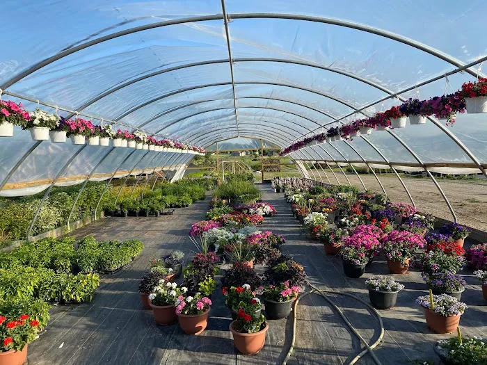 Iniesta Nursery & landscape Picture 7