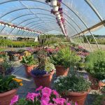 Iniesta Nursery & landscape