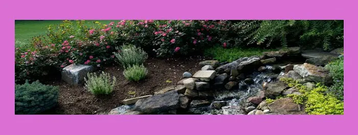 The Backyard Gardeners Picture 5