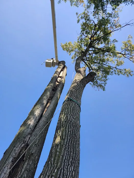 Heartland Tree Service Picture 5