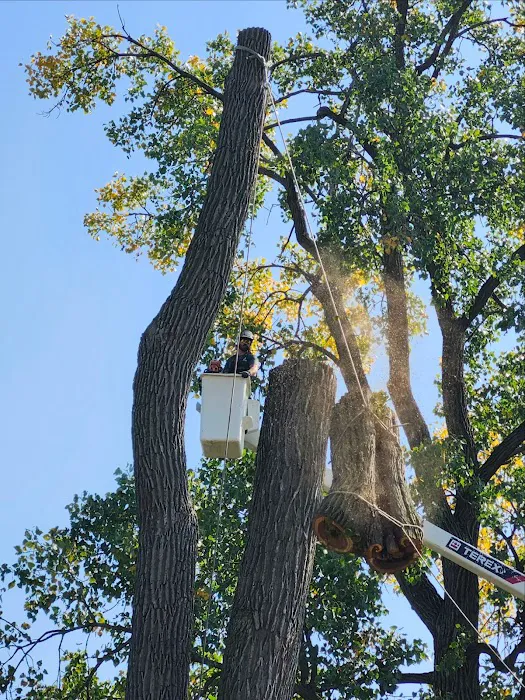 Heartland Tree Service Picture 4