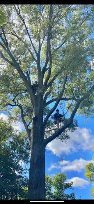 Heartland Tree Service Picture 8