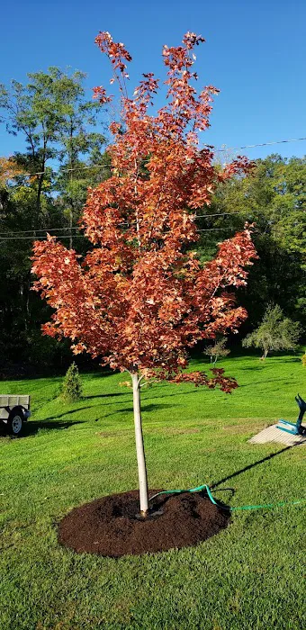 Forest Green Trees Nursery & Landscaping Picture 1