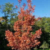 Forest Green Trees Nursery & Landscaping ico