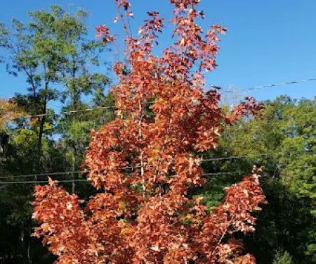 Forest Green Trees Nursery & Landscaping