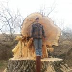 Dan's Tree Service, LLC