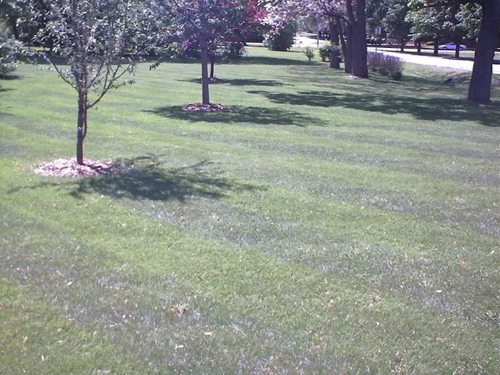 PoseyLawn Picture 9