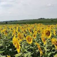 Pleasant Prairie Greenhouse / Urban Landscaping ico
