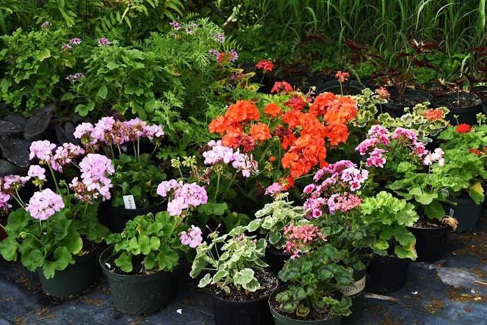 Pleasant Prairie Greenhouse / Urban Landscaping Picture 5