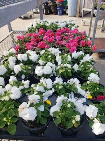 Landmark Landscaping Services LLC Picture 4