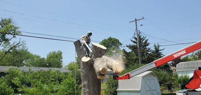 Aim To Tame Tree Service Picture 9