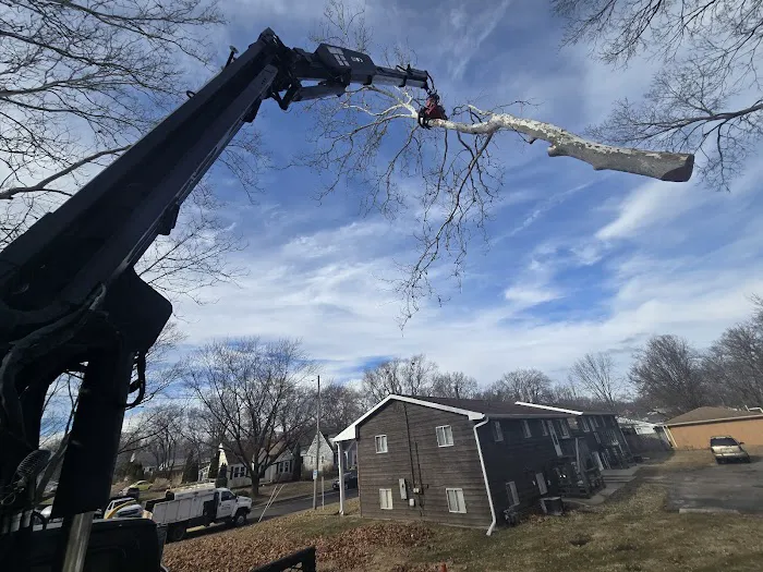 Aim To Tame Tree Service Picture 5