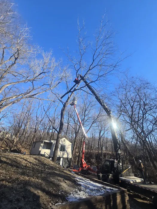Aim To Tame Tree Service Picture 3